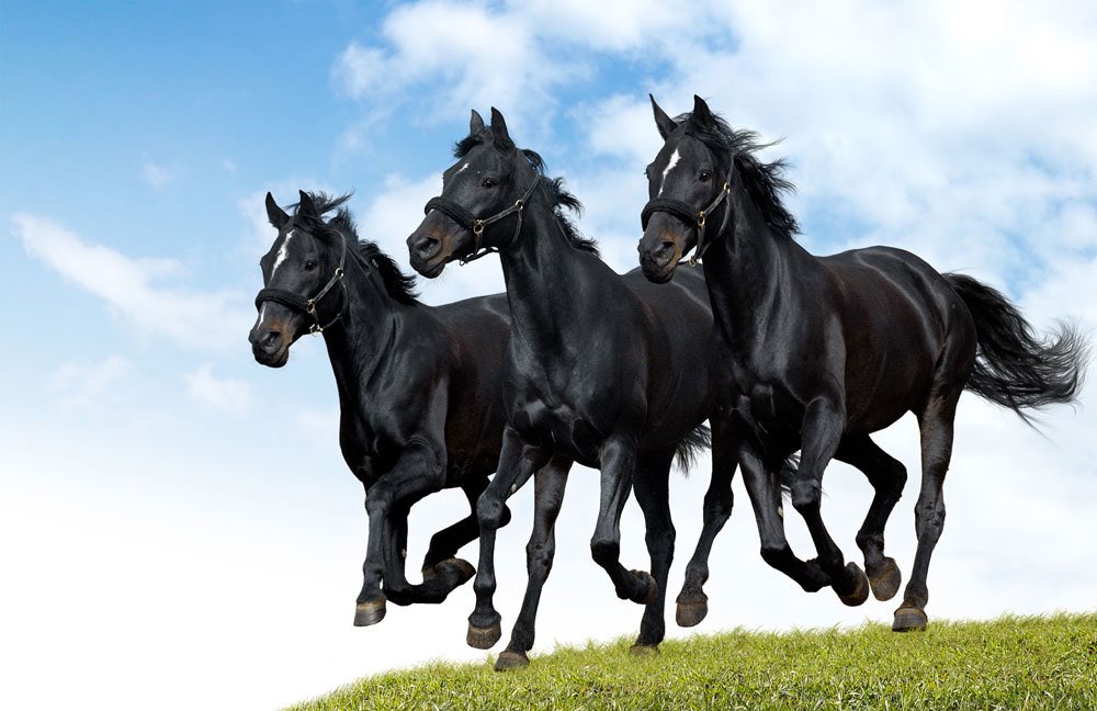 37369-drie-zwarte-paarden-rennen-naast-elkaar-door-weiland.jpg
